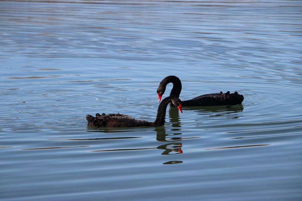 Birds Black Swans Lake - Free photo on Pixabay