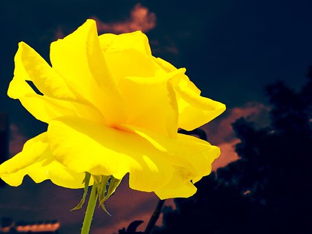 Rosa Amarilla, Flor, Planta, Rosa