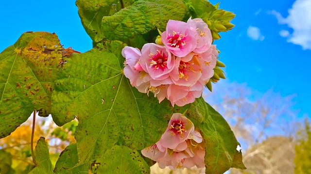 Stockrosen, Pinke Blumen, Blumen, Natur