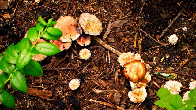 Pilz, Boden, Feucht, Wachsen, Pflanze