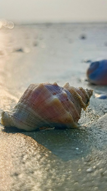 Schnecke, Meer, Strand, Tier, Natur