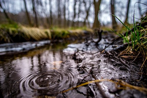 Free Forest Brook photo and picture