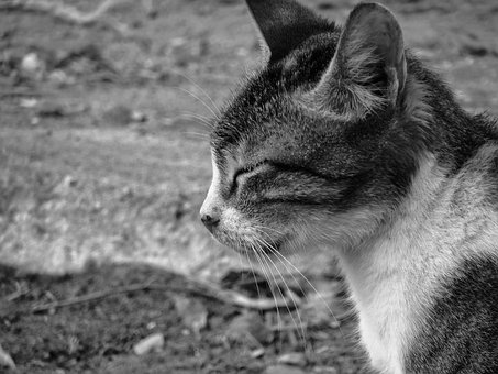 Animal, Gato, Mamífero