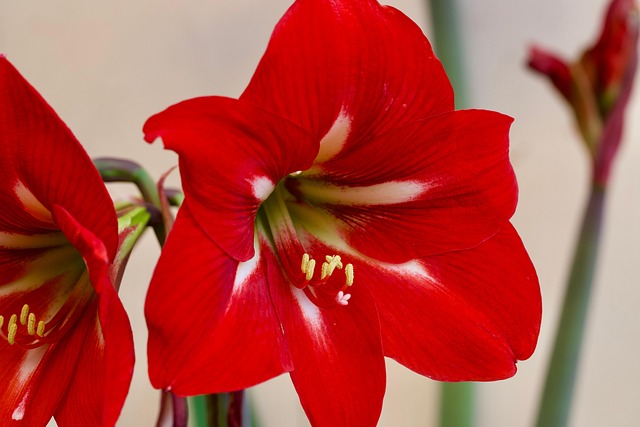 Free Amaryllis Flower photo and picture