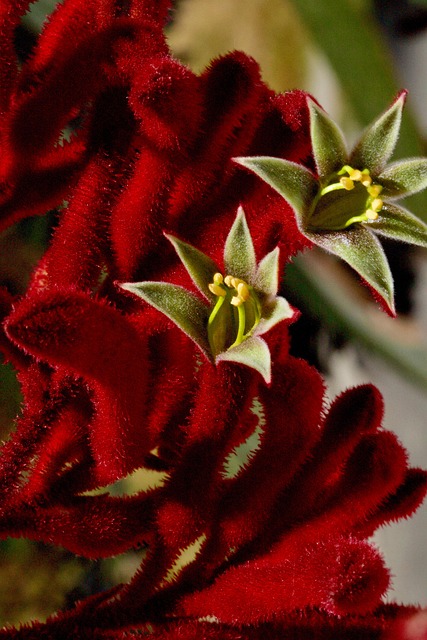 Free Flowers Bouquet photo and picture