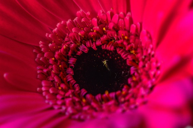 非洲菊 Transvaal菊花 粉红色的花 - Pixabay上的免费照片