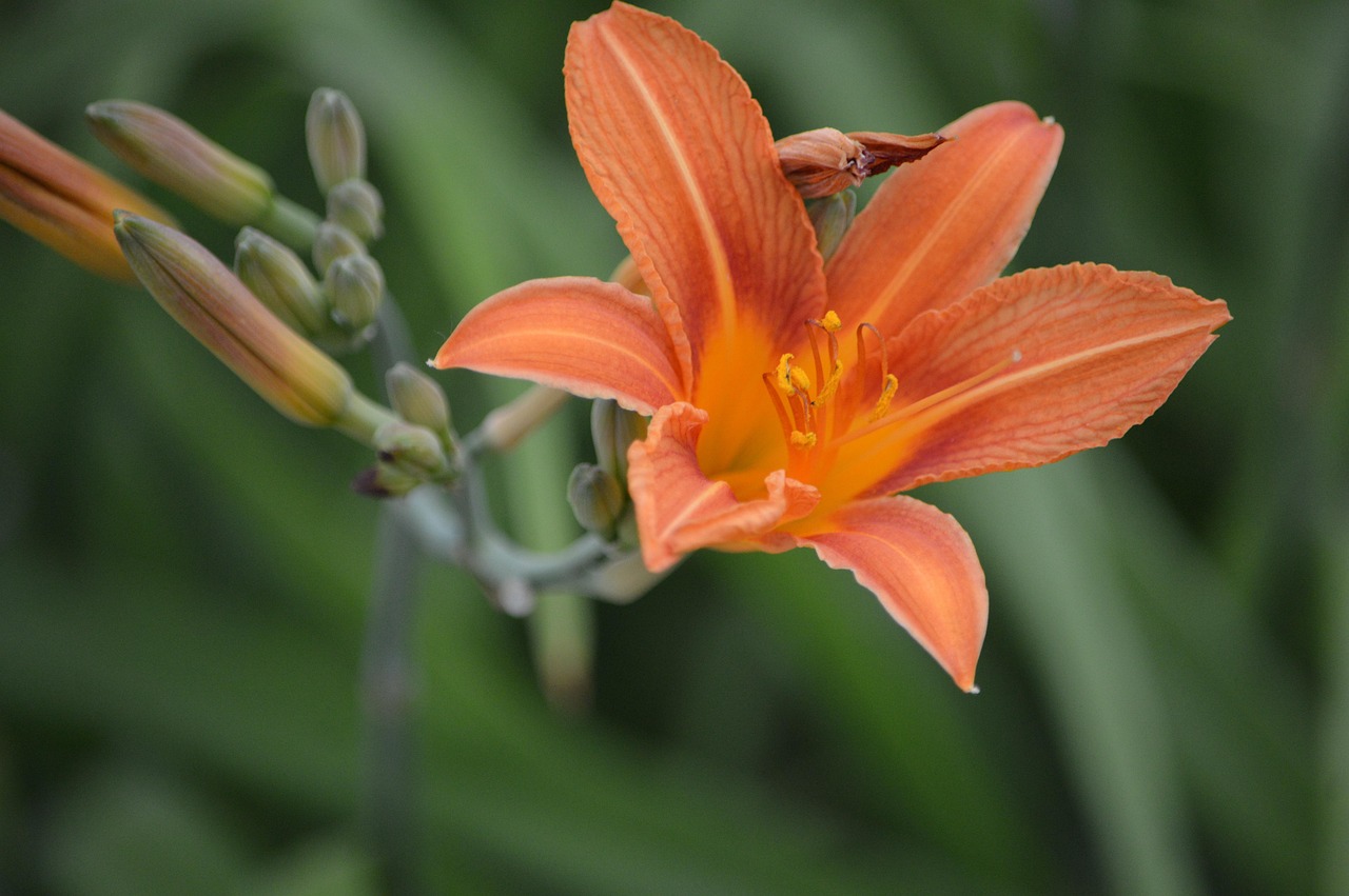 Blume Orange Blte Langer Stiel