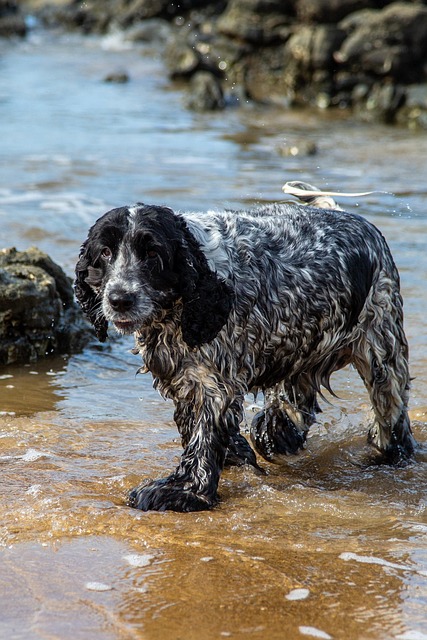 Hund, Strand, Våd, Kæledyr, Dyr, Bade