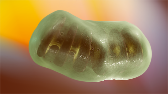 Free mitochondria biology cell biology illustration