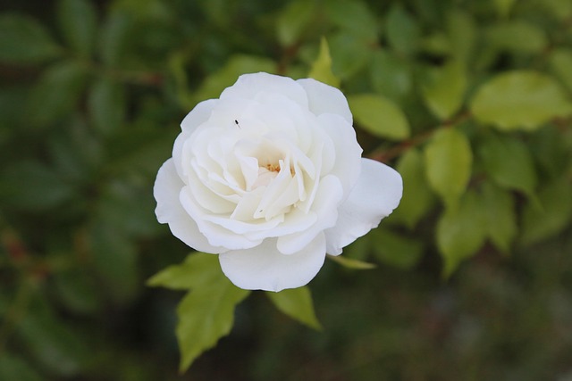 Rosa Branca Flor Foto Gratuita No Pixabay Pixabay