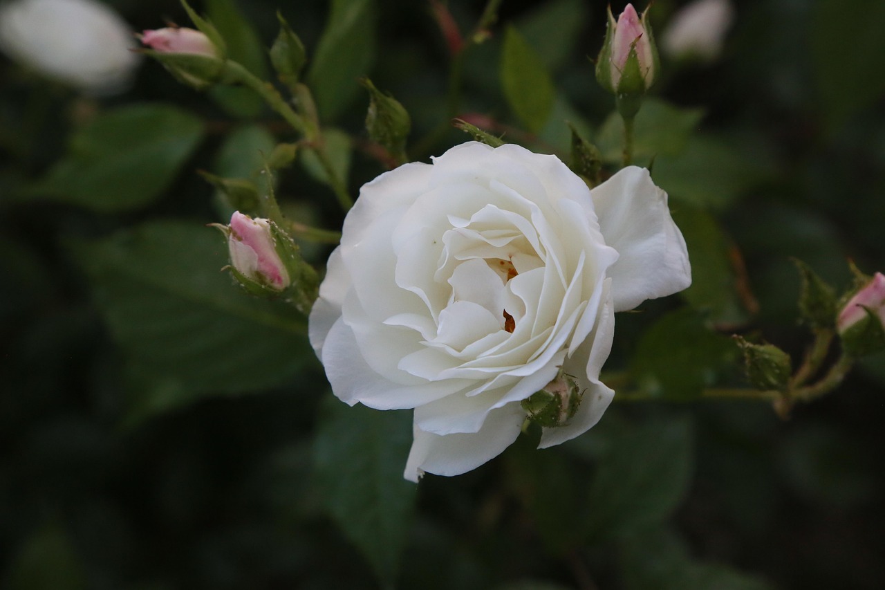 50,000+ Free White Rose Close-Up & Close Up Images - Pixabay