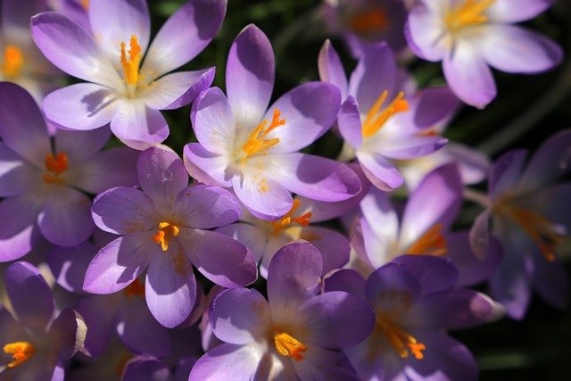 Krokusse, Blumen, Blumen Hintergrund
