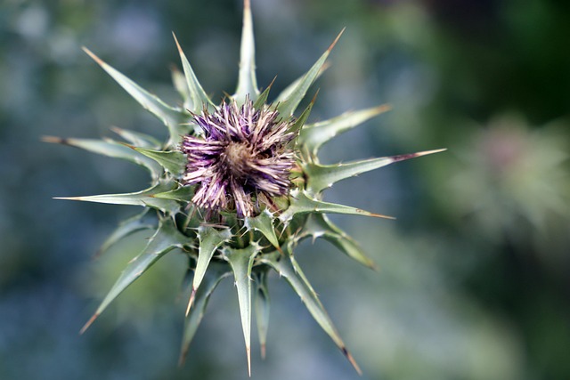Blume, Distel, Blüte, Botanik, Pflanze