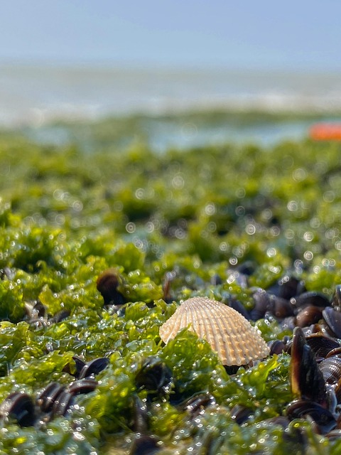 Verde, Corales, Oceano, Mar, India