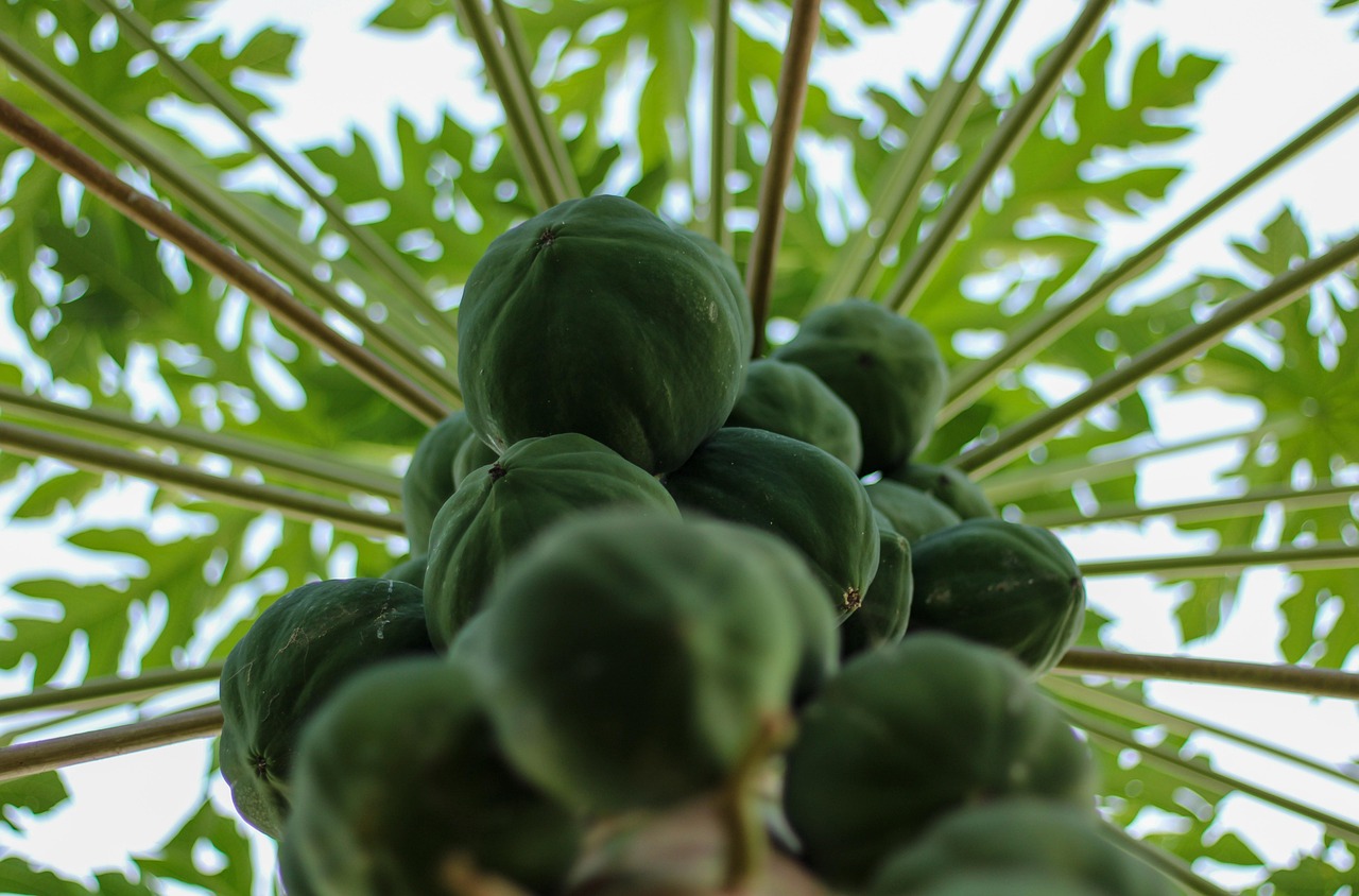 300+ darmowych obrazów z kategorii Papaya i Papaja Pixabay