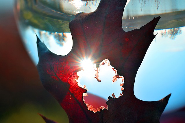 Free Photography Lensball photo and picture