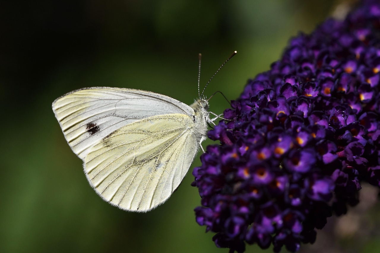 White Beautiful Insect Insect White Butterfly - Free photo on Pixabay - Pixabay
