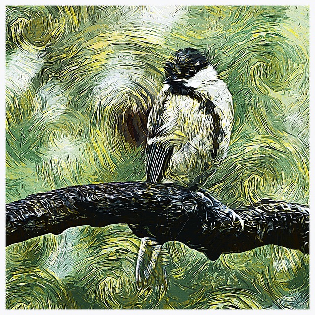 Free bird great tit ornithology illustration