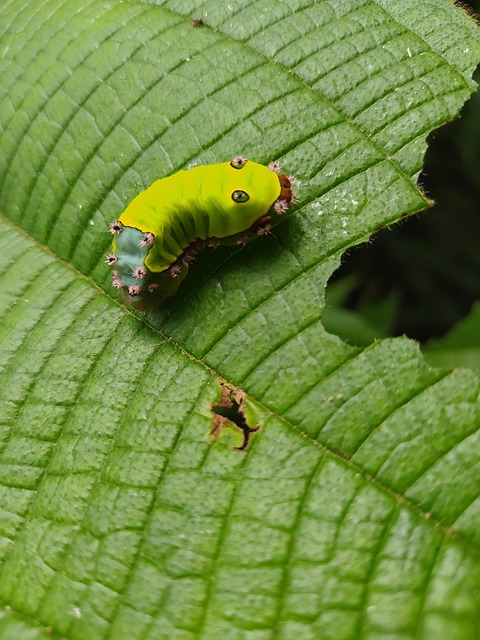 Free Worm Sheet photo and picture