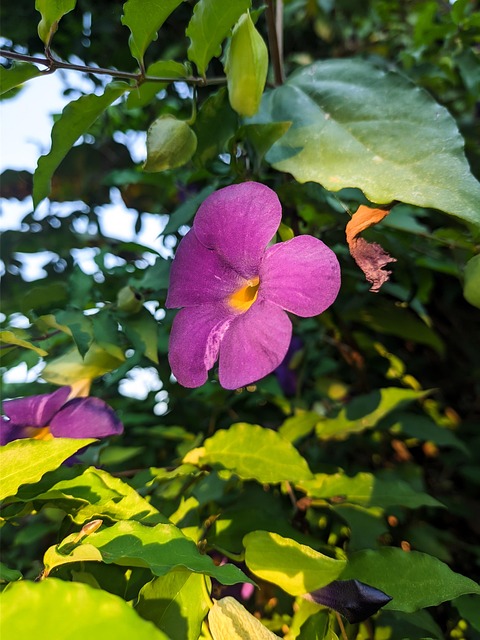 Free Flower Nature photo and picture