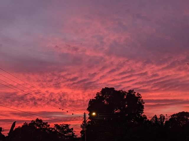 Free Sunset Flowers photo and picture