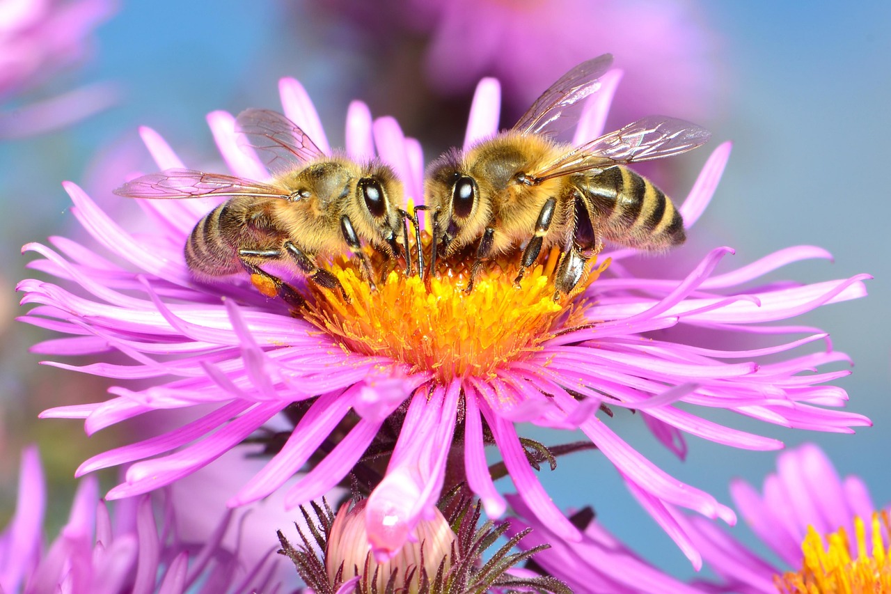 Bees Pollination Flower - Free photo on Pixabay - Pixabay