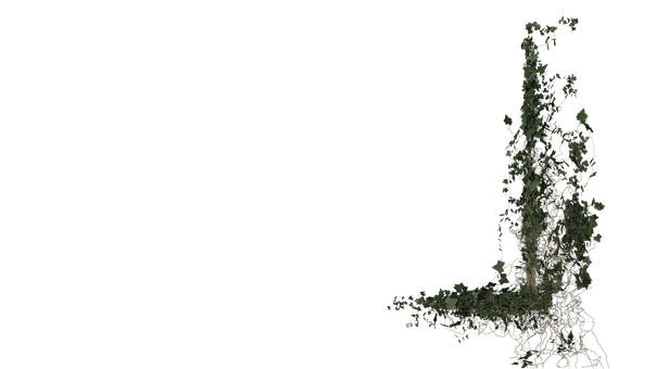 Klimop, Bladeren, Blad, Plantaardige