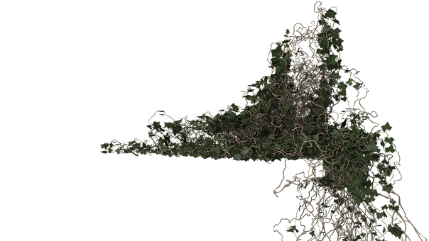 Klimop, Bladeren, Blad, Plantaardige