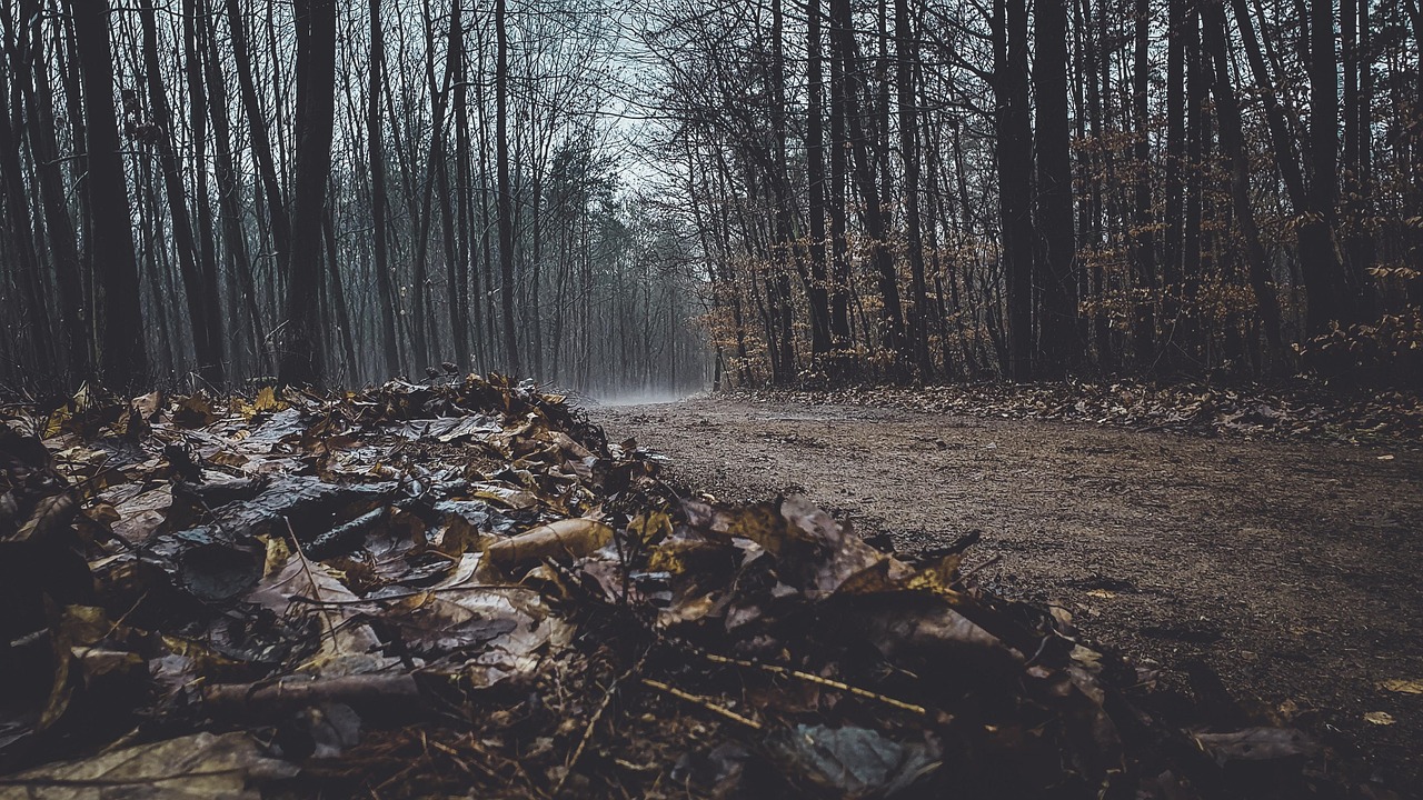 Forest - free online jigsaw puzzle photo