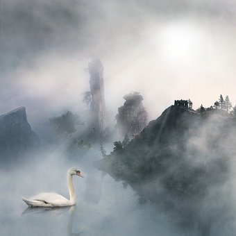 Vogel, Schwan, See, Vogelkunde, Spezies