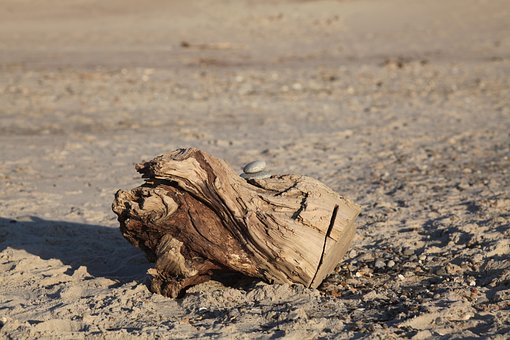Free Wood Nature photo and picture