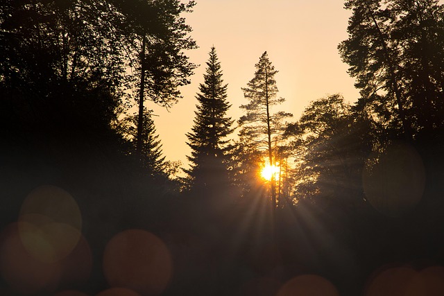 Træer, Natur, Solnedgang, Skov