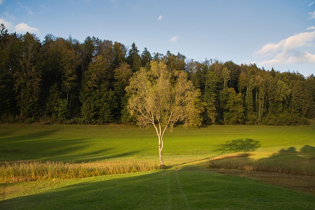Træer, Natur, Efterår, Sæson, Skygge