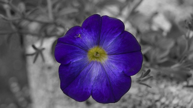 Blume, Lila, Natur, Insekt, Spinne