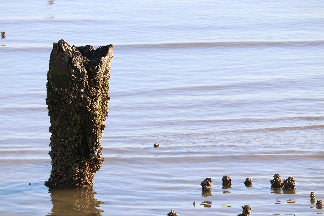 Sea Stumps