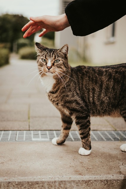 Katze, Haustier, Katzen, Tier, Pelz