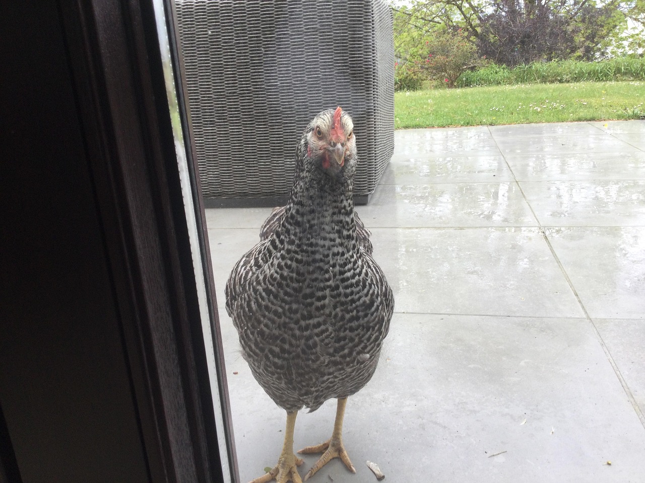 Chicken Hello Knock - Free photo on Pixabay - Pixabay