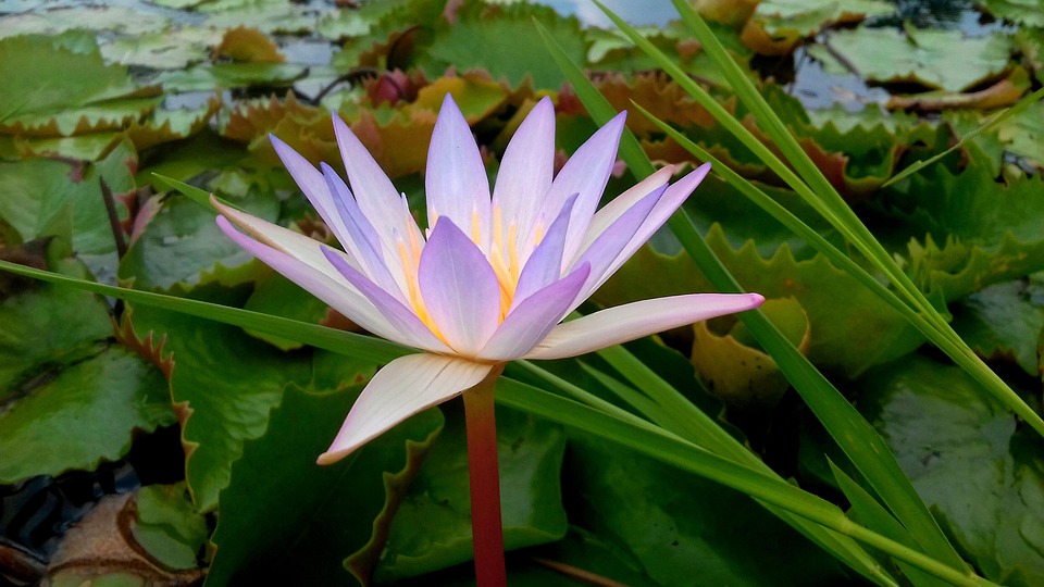 Flowers Water Lily Bloom Free photo on Pixabay Pixabay
