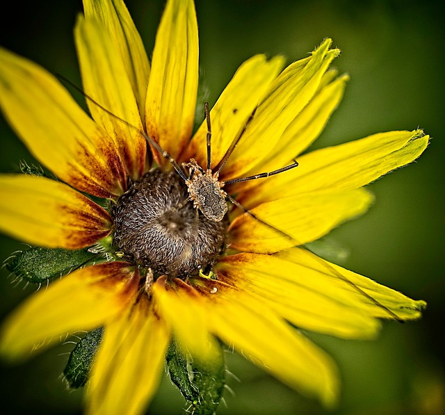 Free Spider Daddy Long Legs photo and picture