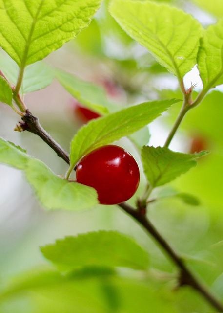 Free Cherry Fruit photo and picture