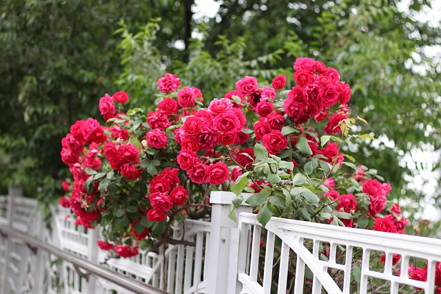 Free Roses Flowers photo and picture