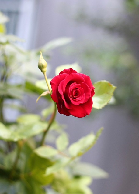 Free Rose Beautiful Flowers photo and picture