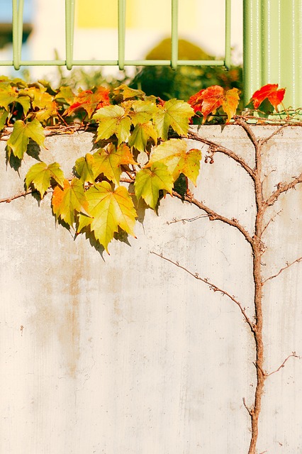 Free Plant Ivy photo and picture
