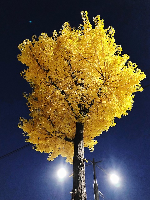 Free Autumn Tree photo and picture