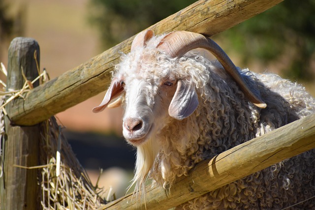 Free Animal Goat photo and picture