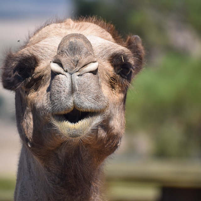 Free Camel Camelid photo and picture