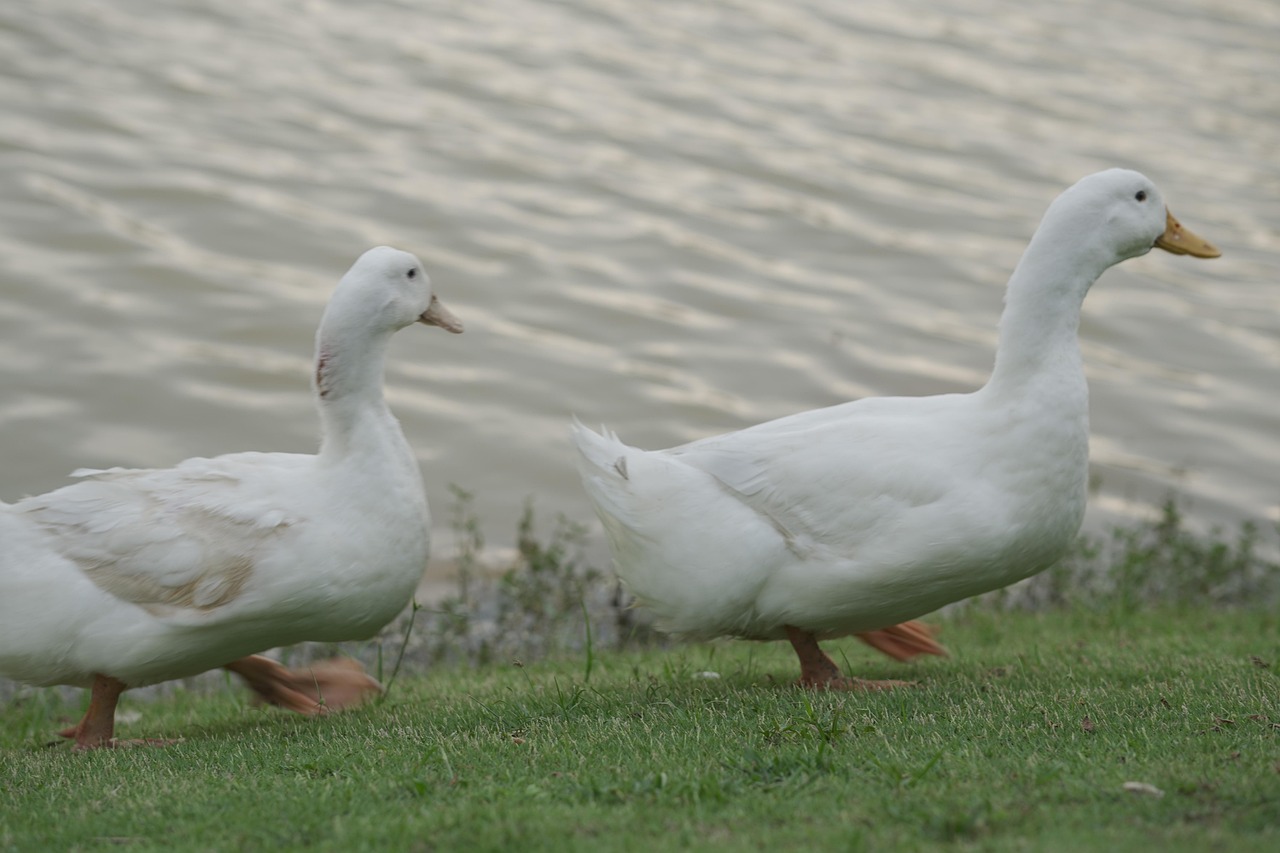 Birds Ducks Ornithology - Free photo on Pixabay - Pixabay