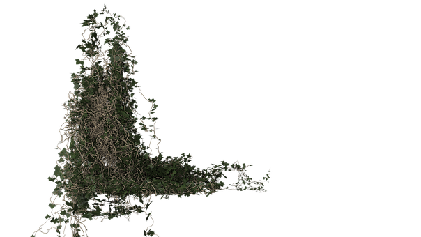 Klimop, Bladeren, Plantaardige
