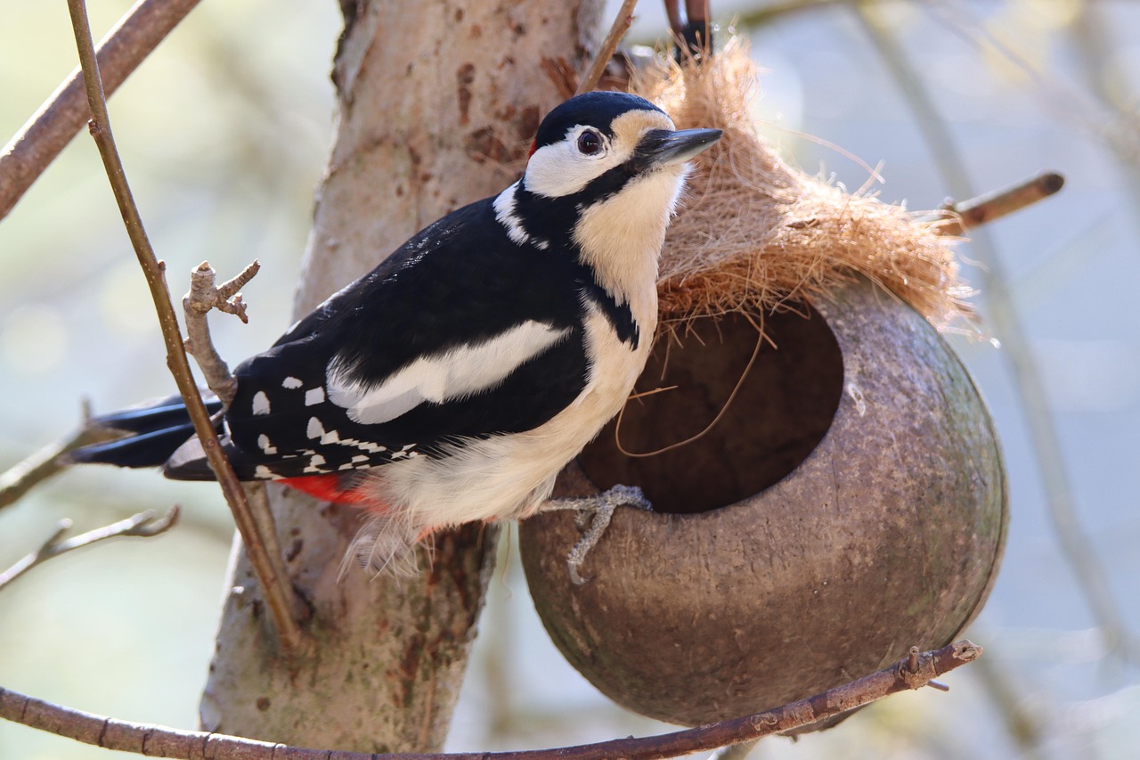 Bird - free online jigsaw puzzle photo