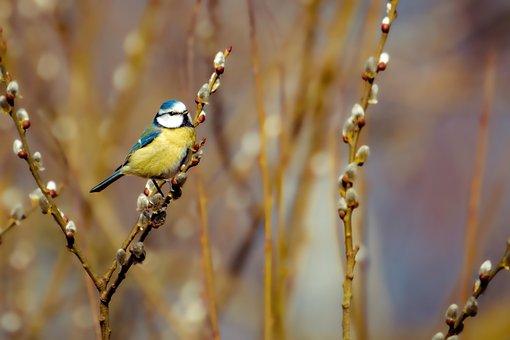 Blaumeise, Vogel, Tier, Singvogel